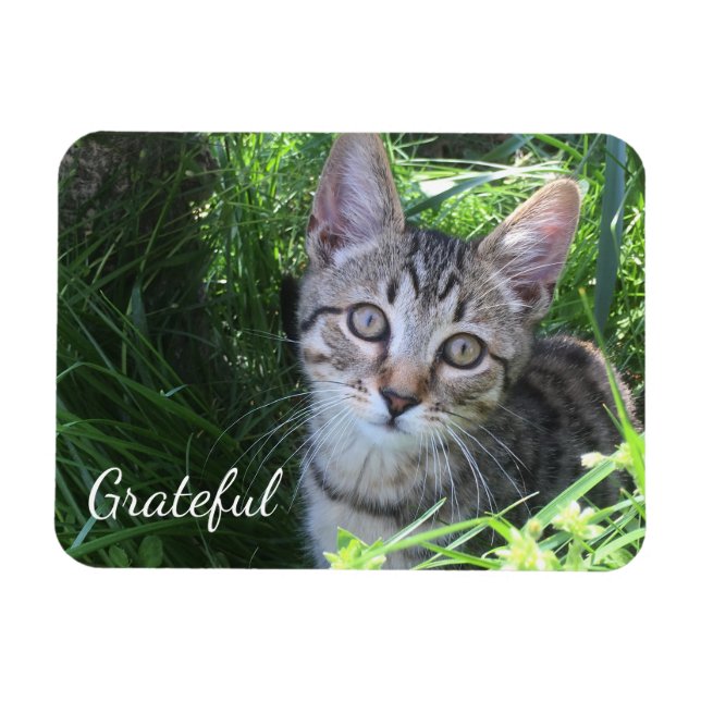 Magnet Flexible Cute Gratitude Kitten (Horizontal)