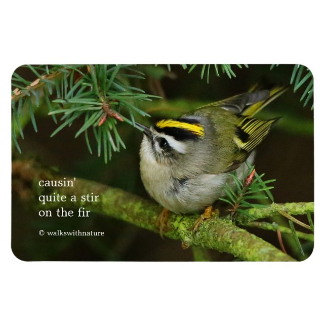 Magnet Flexible Cute Kinglet Songbird Causes Stir in the Fir (Horizontal)