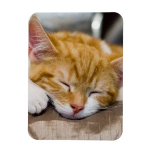 Magnet Flexible Cute Kitten