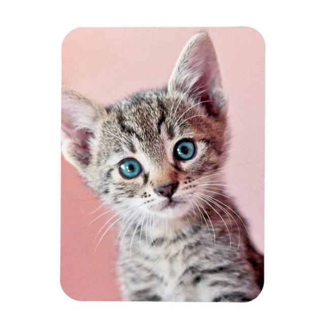 Magnet Flexible Cute kitten with blue eyes. (Vertical)