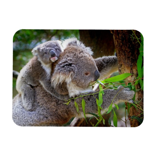 Magnet Flexible Cute Koalas (Horizontal)