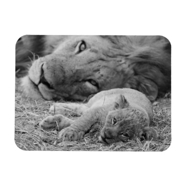 Magnet Flexible Cute Lion Cub Repose Avec Le Père (Horizontal)
