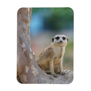 Magnet Flexible Cute Meerkat Sat sur arbre