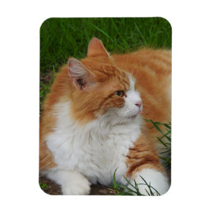 Magnet Flexible Cute orange et blanc Kitty Sticking Out langue