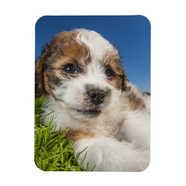 Magnet Flexible Cute puppy dog (Vertical)