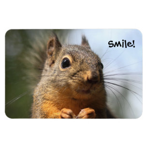 Magnet Flexible Cute Squirrel Souriant Closeup Photo