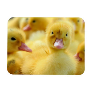 Magnet Flexible Cutest Baby Animals   Baby Duck Group