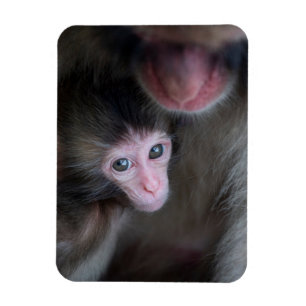 Magnet Flexible Cutest Baby Animals Baby Macaque Monkey & Mother