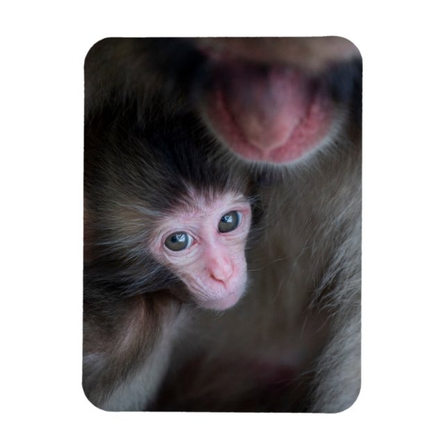 Magnet Flexible Cutest Baby Animals | Baby Macaque Monkey & Mother (Vertical)