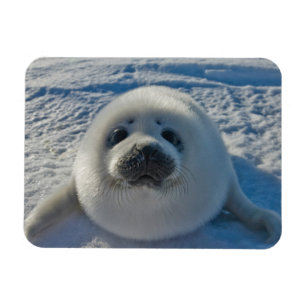 Magnet Flexible Cutest Baby Animals Baby Seal