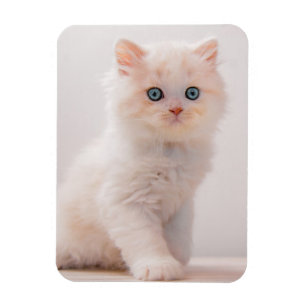 Magnet Flexible Cutest Baby Animals   Blue Eye Kitten