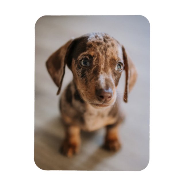 Magnet Flexible Cutest Baby Animals | Brown Dachshund Puppy (Vertical)