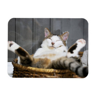 Magnet Flexible Cutest Baby Animals Cat in Bed