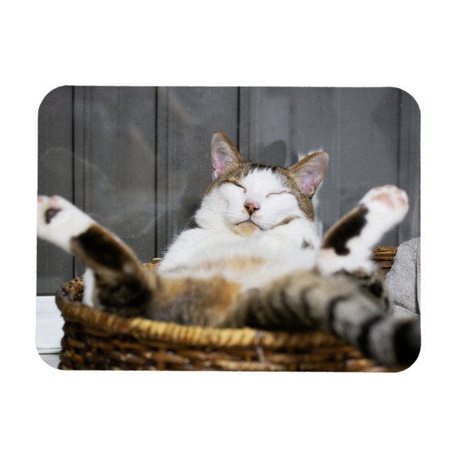 Magnet Flexible Cutest Baby Animals | Cat in Bed (Horizontal)