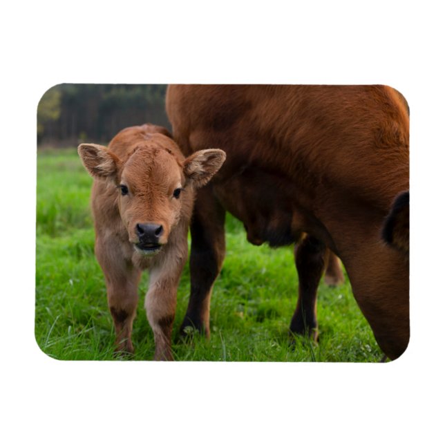 Magnet Flexible Cutest Baby Animals | Cow & Calf (Horizontal)