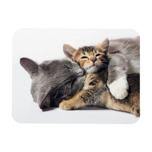 Magnet Flexible Cutest Baby Animals | Cute Kitten Hug (Horizontal)