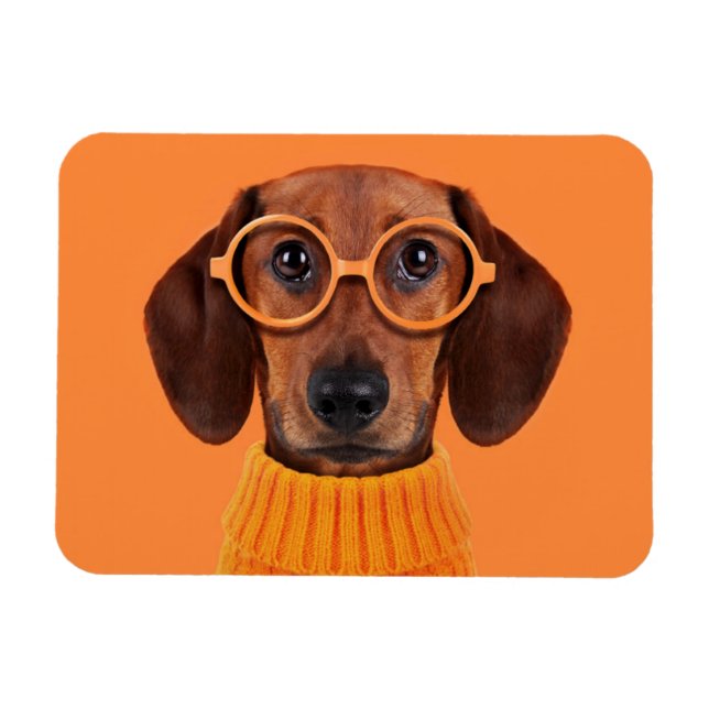 Magnet Flexible Cutest Baby Animals | Dachshund Orange Sweater (Horizontal)