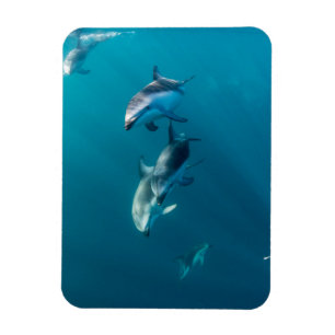 Magnet Flexible Cutest Baby Animals   Dolphin Family
