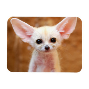 Magnet Flexible Cutest Baby Animals   Fennec Fox