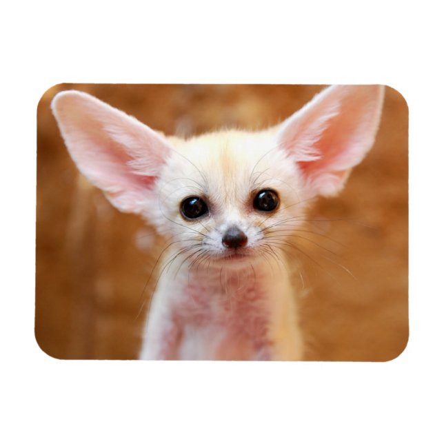 Magnet Flexible Cutest Baby Animals | Fennec Fox (Horizontal)