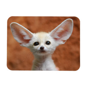 Magnet Flexible Cutest Baby Animals   Fennec Fox Pup