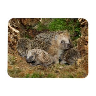 Magnet Flexible Cutest Baby Animals   Hedgehog Family