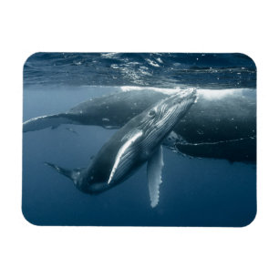 Magnet Flexible Cutest Baby Animals Humpback Whale Calf