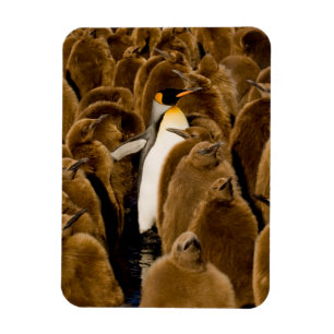 Magnet Flexible Cutest Baby Animals   Penguin Among Youngsters