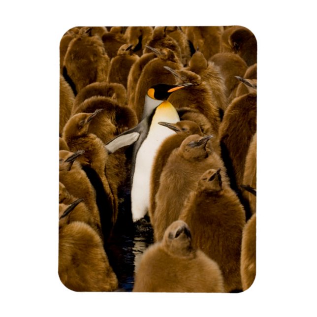 Magnet Flexible Cutest Baby Animals | Penguin Among Youngsters (Vertical)
