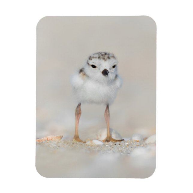 Magnet Flexible Cutest Baby Animals | Piping Plover Chick (Vertical)