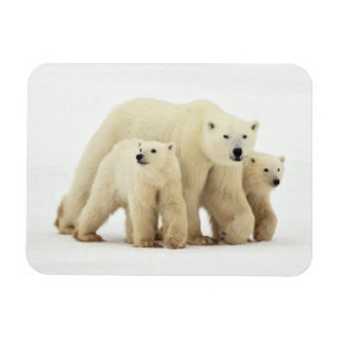Magnet Flexible Cutest Baby Animals   Polar Bear Family