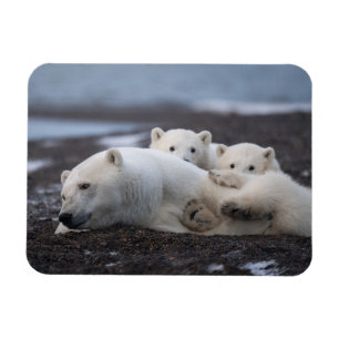 Magnet Flexible Cutest Baby Animals   Polar Bear Family Alaska