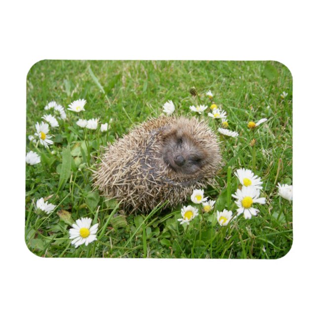 Magnet Flexible Cutest Baby Animals | Spanish Hedgehog (Horizontal)