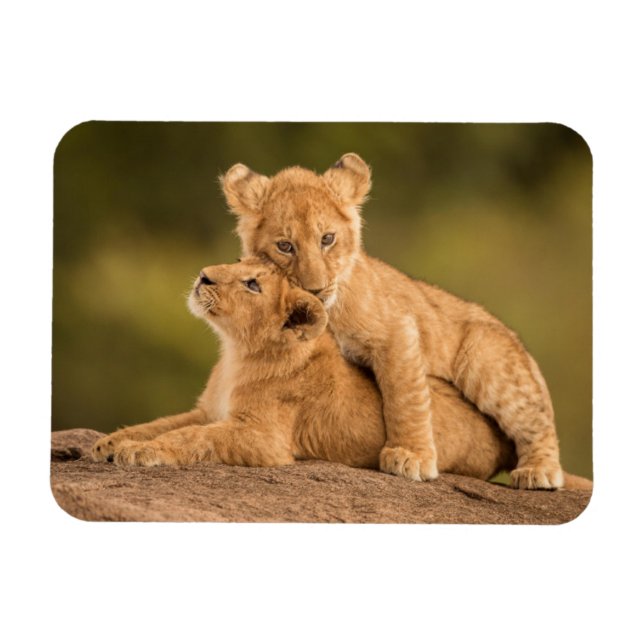 Magnet Flexible Cutest Baby Animals | Two Lion Cubs (Horizontal)