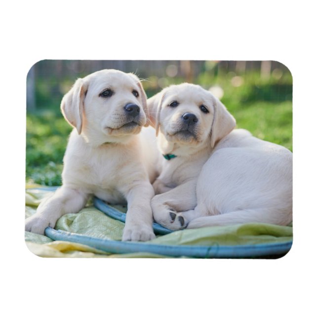 Magnet Flexible Cutest Baby Animals | Yellow Labrador Retrievers (Horizontal)