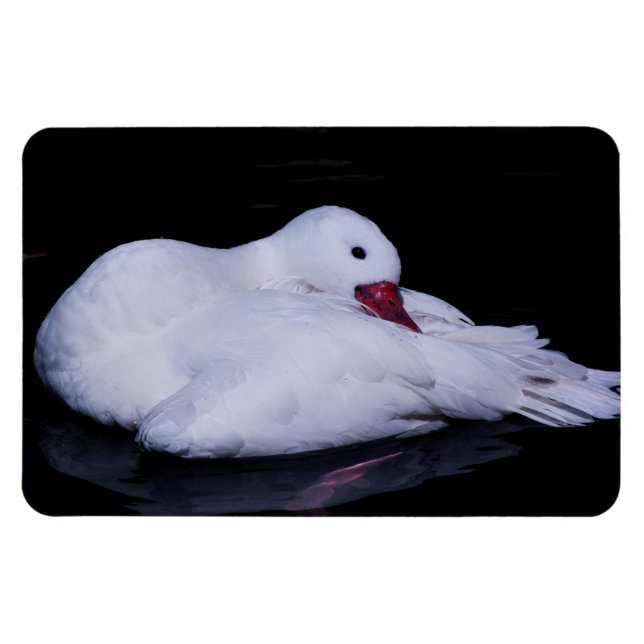 Magnet Flexible Cygne Coscoroba P3442 (Horizontal)