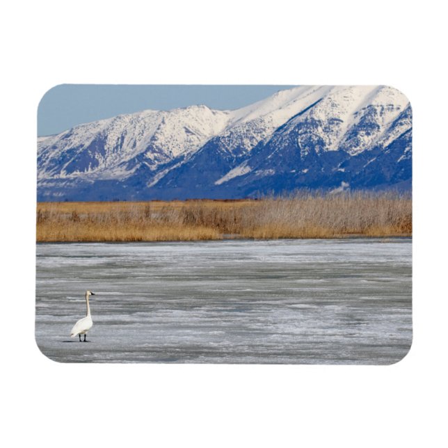 Magnet Flexible Cygne et neige (Horizontal)