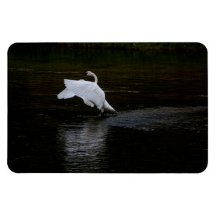 Magnet Flexible Cygne trompette