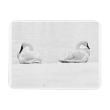 Cygnes de neige pour le calendrier 2026 de Perspec