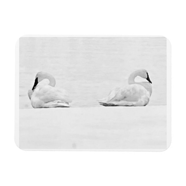 Magnet Flexible Cygnes de neige pour le calendrier 2026 de Perspec (Horizontal)