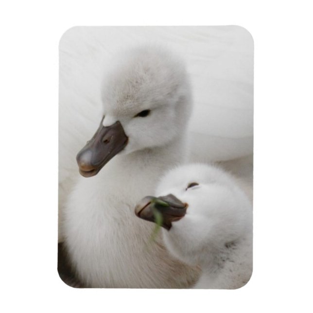 Magnet Flexible Cygnets de cygne muet (Vertical)