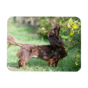 Magnet Flexible Dachshund miniature à cheveux longs 1