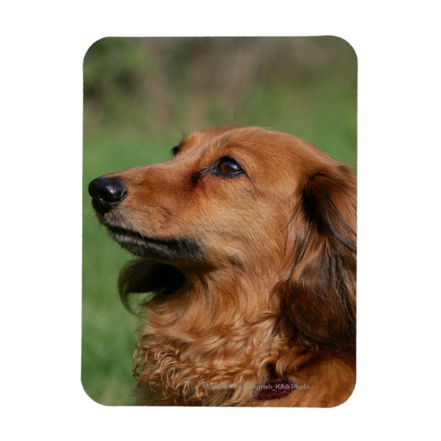 Magnet Flexible Dachshund miniature à cheveux longs 2 (Vertical)
