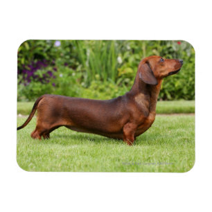 Magnet Flexible Dachshund miniature à poil lisse