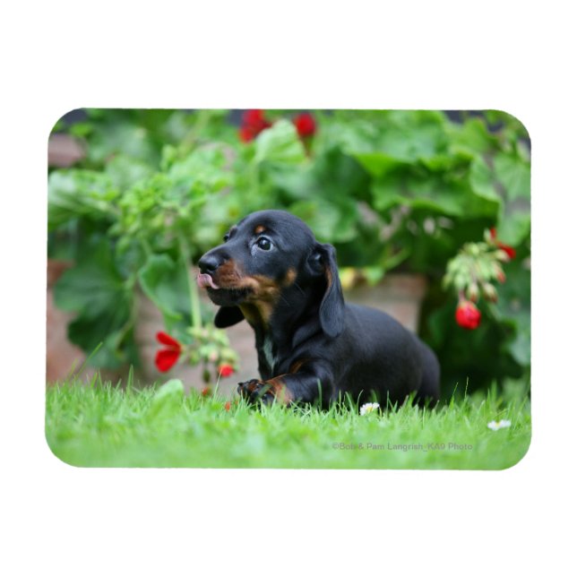 Magnet Flexible Dachshund miniature à poil lisse 1 (Horizontal)