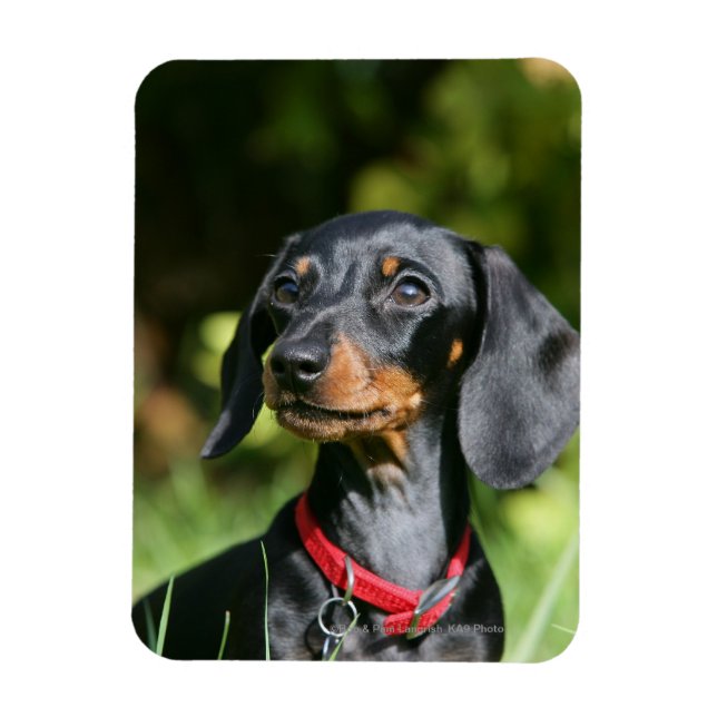 Magnet Flexible Dachshund miniature à poil lisse 3 (Vertical)