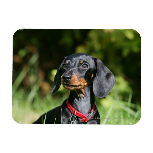 Magnet Flexible Dachshund miniature à poil lisse 3 (Horizontal)