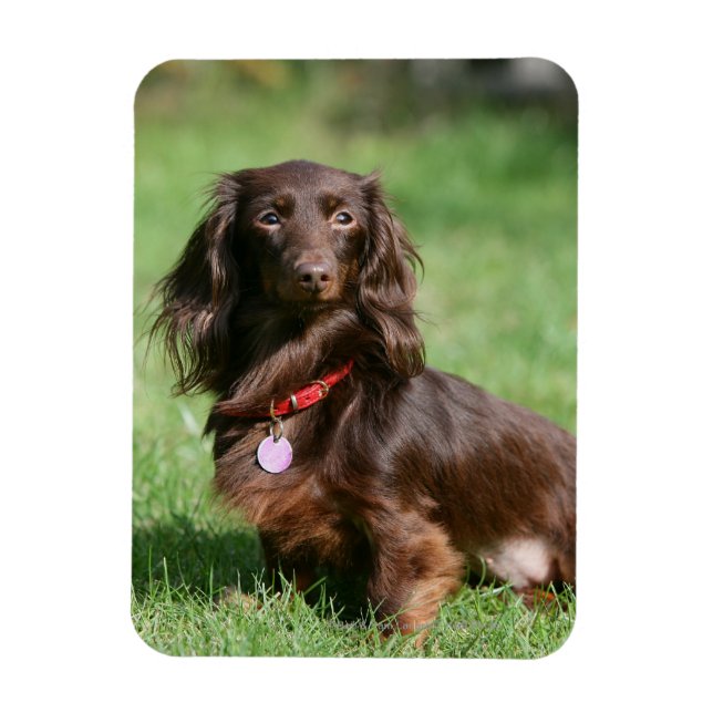 Magnet Flexible Dachshund miniature au chocolat et au tan aux chev (Vertical)
