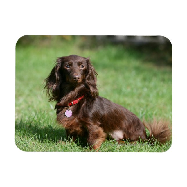 Magnet Flexible Dachshund miniature au chocolat et au tan aux chev (Horizontal)