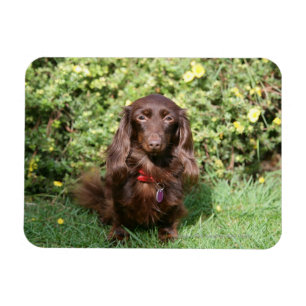 Magnet Flexible Dachshund miniature Brown aux cheveux longs